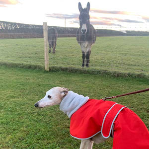 which whippet coats can be used with a harness?