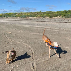 joey running on the beach with harley the border terrier