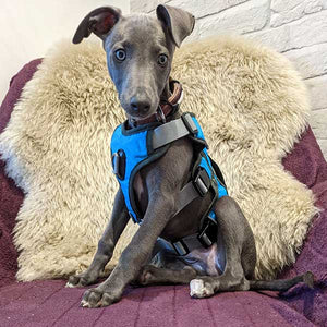 best whippet puppy harness uk