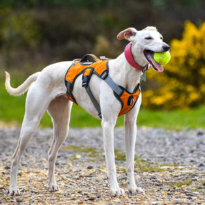 best escape proof harness for whippets