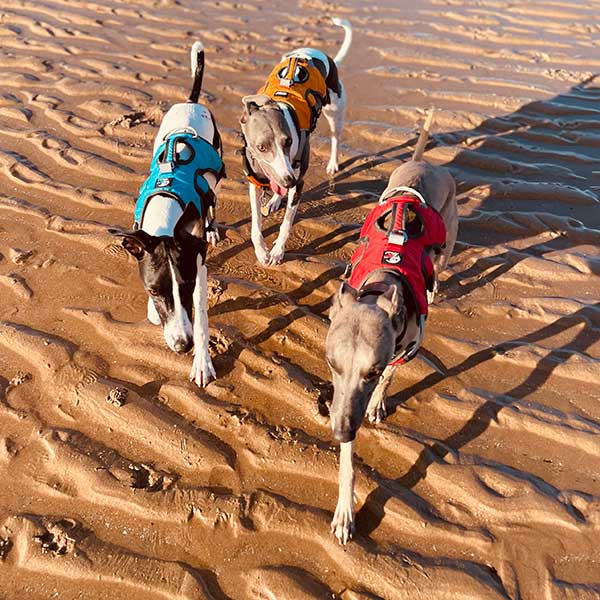 Sighthound Escape Proof Harness