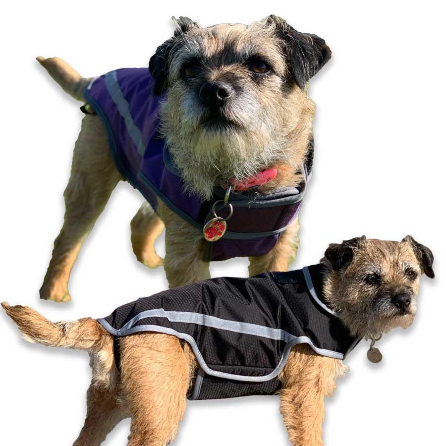 border terrier dog coat with reflective and leg straps. lightweight and waterproof
