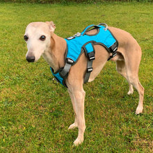 Load image into Gallery viewer, turquoise blue escape proof best sighthound harness for greyhound whippets lurchers saluki
