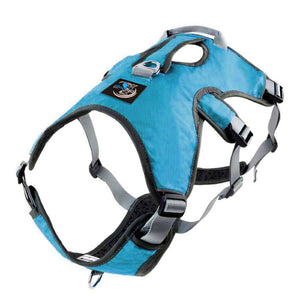 Blue escape proof dog harness for whippets and greyhounds and lurchers