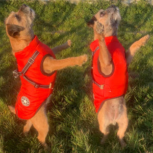border terrier coat with chest protection and built in harness