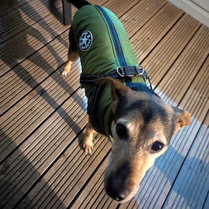 padded winter dog coat with built in harness