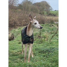 Load image into Gallery viewer, UK manufactured camouflage whippet coat. Whippet in a field
