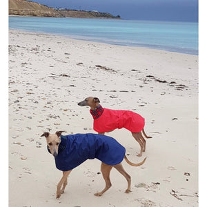 whippets on the beach wearing waterproof winter coats. such trendy whippets