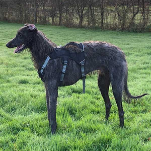 Sighthound Escape Proof Harness