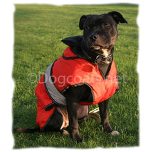 Load image into Gallery viewer, staffordshire bull terrier dog coat with underbelly protection red
