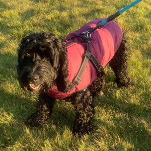 harley the cockerpoo wearing winter padded dog coat with built in harness