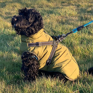 cockerpoo dog coat wit built in harness