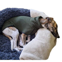 Load image into Gallery viewer, Asleep in his bed. Domino asleep in his whippet base-layer on his fluffy fleece blanket
