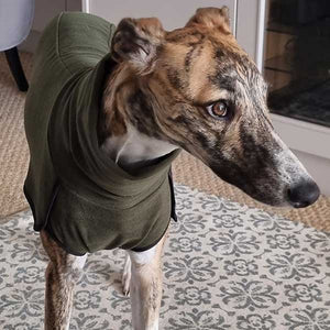 Domino the brindle whippet wearing the sighthound thin base-layer jumper in green