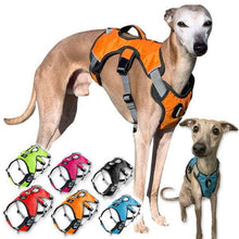 Load image into Gallery viewer, best greyhound harness
