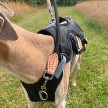 Load image into Gallery viewer, whippet harness with front attachment point for lead
