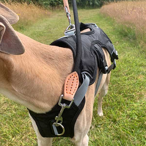 whippet harness with front attachment point for lead