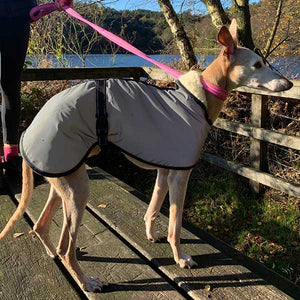 fully reflective whippet coats. ultimate safety in the dark 