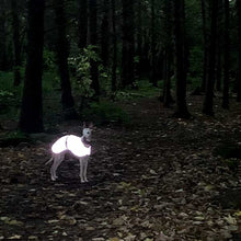 Load image into Gallery viewer, fully reflective greyhound whippet coat
