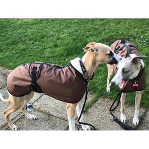 George and Mollie wearing their new sandstone waxed whippet coats