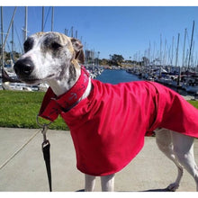 Load image into Gallery viewer, sighthound clothes uk. high-collar greyhound and whippet coats uk
