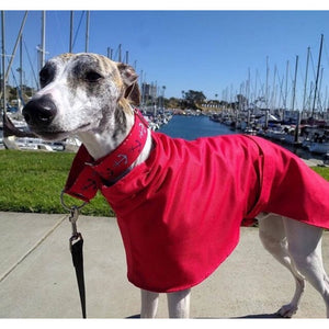sighthound clothes uk. high-collar greyhound and whippet coats uk