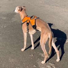 Load image into Gallery viewer, orange harness on joey the whippet on the beach. dual attachment points for control
