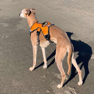 orange harness on joey the whippet on the beach. dual attachment points for control