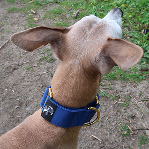martingale collar for greyhounds