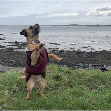 Load image into Gallery viewer, Harley by the sea. Dog wearing underbelly dog coat with chest protection in wine
