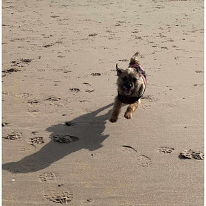 Dog on beach running with a drydogs.co.uk underbelly dog coat with chest protection