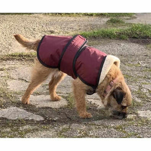 underbelly dog coat on harley. warm dry cozy uk made