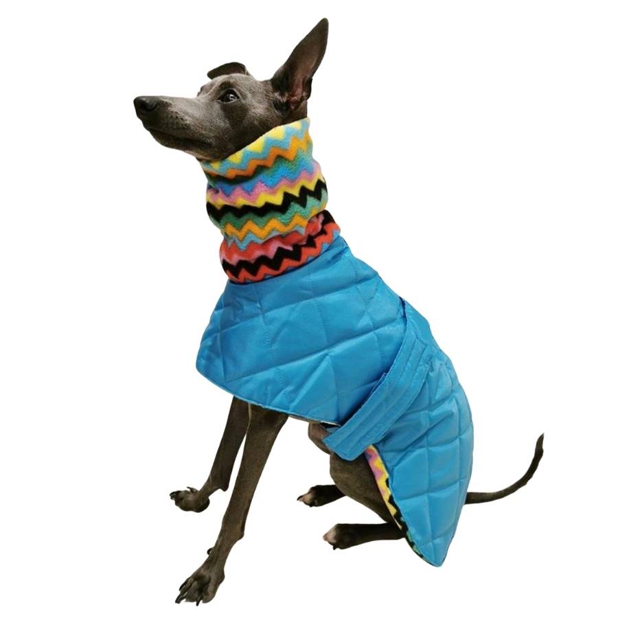 Italian greyhound coat, made to measure dog coat with harness hole