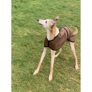 joey loves his sandstone wax whippet coat the trendy whippet