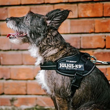 Load image into Gallery viewer, Julius-K9 dog harness black

