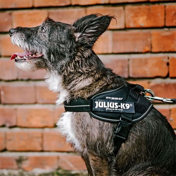 Julius-K9 dog harness black