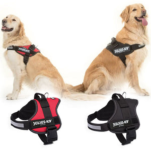 Golden Retrievers in Julius K9 dog harness