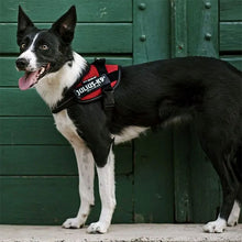 Load image into Gallery viewer, Collie in red genuine julius k9 harness
