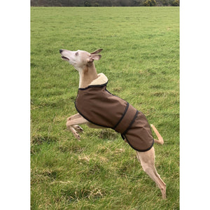 jumping whippet joey on his walkies whippet winter wear uk