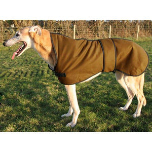 walking out raincoat for greyhound. Fawn greyhound wearing a greyhound coat