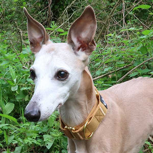 joey the whippet in his martingale collar