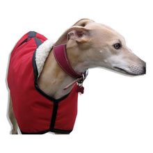 Load image into Gallery viewer, boris the whippet wearing red whippet coat uk
