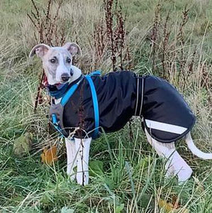 what is the best coat for a whippet