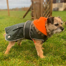 Load image into Gallery viewer, Border Terrier wearing our parka dog jacket

