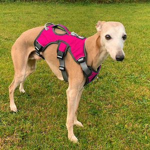 Cerise Pink escape proof dog harness for sighthounds uk