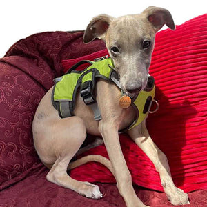 sighthound harnesses uk. full control harness with handles and multi point attachments