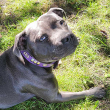 Load image into Gallery viewer, purple staffy collar - leather brass traditional
