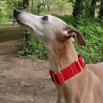 Lurcher collars martingale hotsell