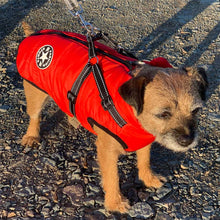 Load image into Gallery viewer, border terrier coat
