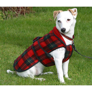 jack rusell in reversible fleece dog coat